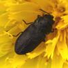 Anthaxia sp.